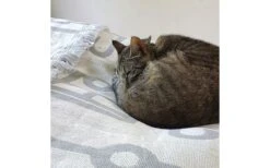 Pufz Decke Wohnwagen Weiß/grau 12 Pufz Decke Wohnwagen Weiß/grau -Dometic Verkäufe 553990 3686606